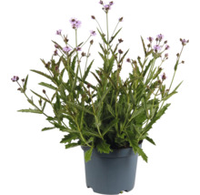 Verbene Pflanze im Topf mit lila Blüten