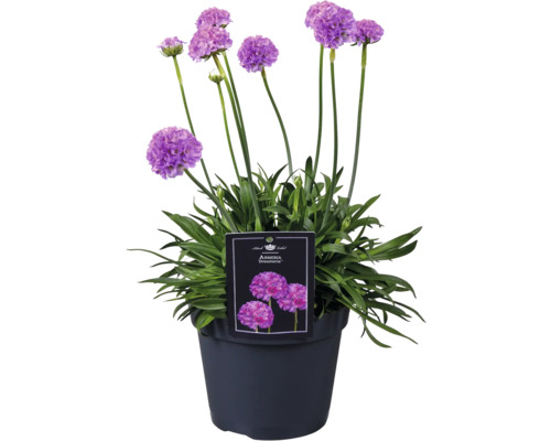 Grasnelke Armeria Dreameria im Topf