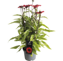 Sonnenhut ''Sunseeker Red'' in einem Topf