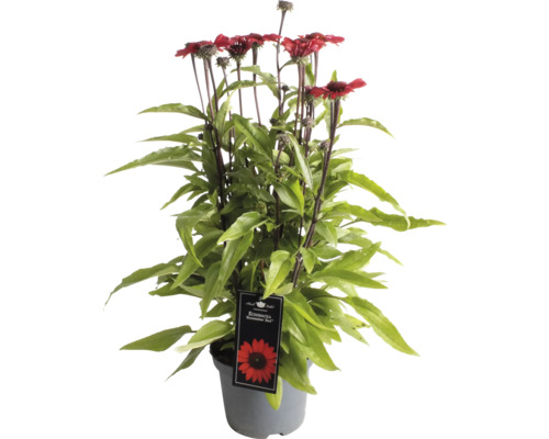 Sonnenhut FloraSelf Echinacea 'Premium Red' Co 3 L Sonnenhut ''Sunseeker Red'' in einem Topf