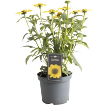 Gelber Sonnenhut Echinacea in einem Topf
