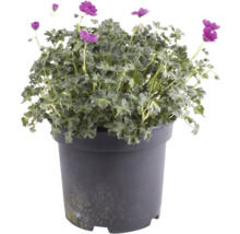 Geranium im Topf mit violetten Blüten