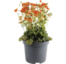 Geum coccineum in einem Topf