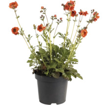 Geum coccineum in einem Topf