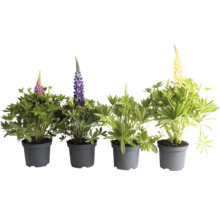 Blühende Lupinen in Töpfen