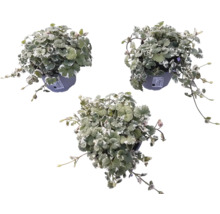 Drei Gundermann Pflanzen in Töpfen