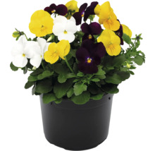 Stiefmütterchen in einem Topf