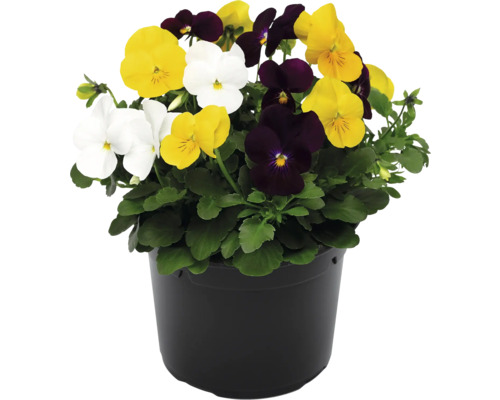 Stiefmütterchen in einem Topf