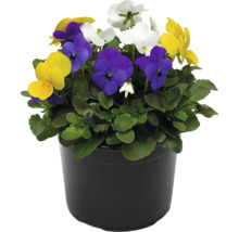 Blumentopf mit Stiefmütterchen