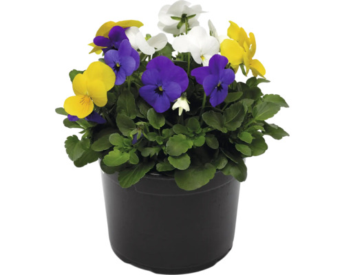 Blumentopf mit Stiefmütterchen