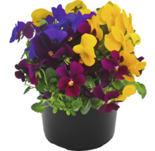 Blumenstrauß aus Stiefmütterchen im Topf