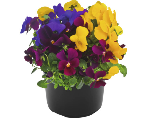 Blumenstrauß aus Stiefmütterchen im Topf