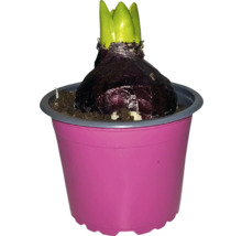 Hyazinthenzwiebel mit Trieben in einem Topf