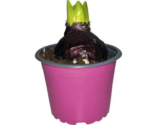 Hyazinthenzwiebel mit Trieben in einem Topf