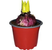 Hyazinthenzwiebel mit Trieb in einem Blumentopf