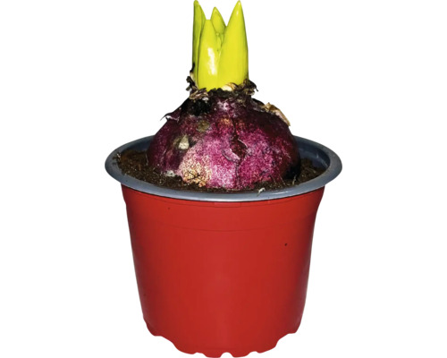 Hyazinthenzwiebel mit Trieb in einem Blumentopf