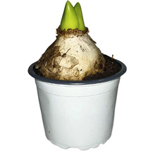 Blumenzwiebel in einem Topf