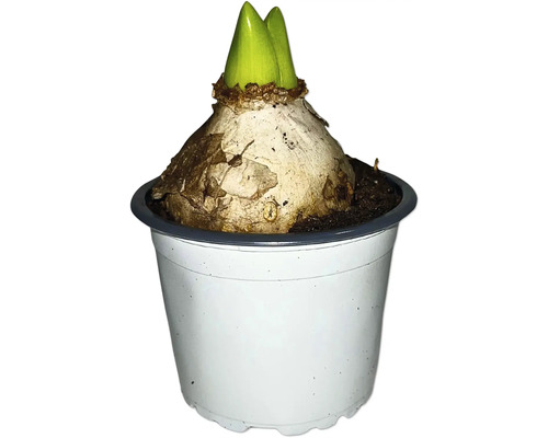 Blumenzwiebel in einem Topf