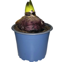 Hyazinthenzwiebel in einem blauen Topf