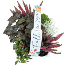 Herbstliche Pflanzenkombination mit Heidekraut, Purpurglöckchen und weiteren Gewächsen in einem Topf