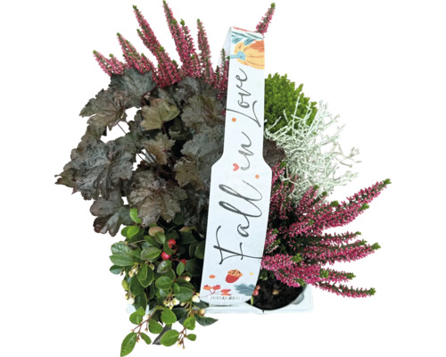 Herbstliche Pflanzenkombination mit Heidekraut, Purpurglöckchen und weiteren Gewächsen in einem Topf