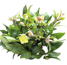 Helleborus-Pflanze mit grünen Blättern und hellen Blüten