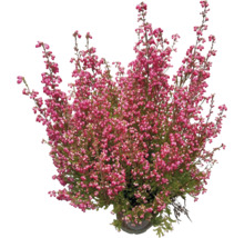 Besenheide Pflanze im Topf