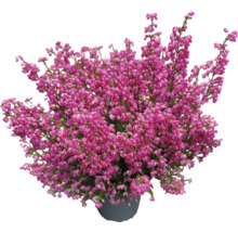 Besenheide in einem Topf