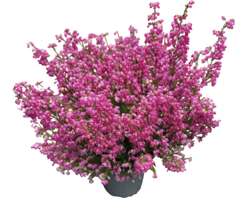 Besenheide in einem Topf