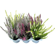 Blühende Heidepflanzen in einem Topf