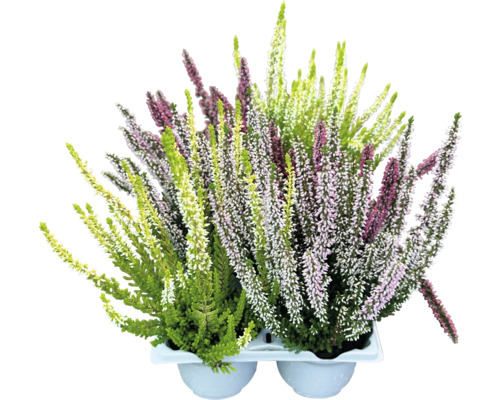 Besenheide Pflanzen im Topf