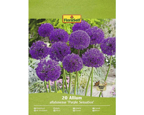 Verpackung mit 20 Allium aflatunense ''Purple Sensation'' Blumenzwiebeln