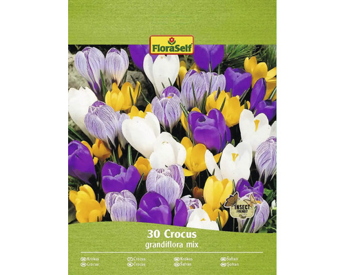 FloraSelf Krokus Grandiflora Mischung, 30 Stück, Insektfreundlich