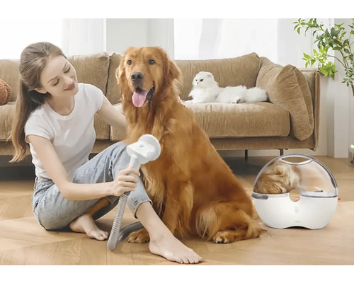 Frau bürstet Hund mit Tierhaarbürste, Katze liegt auf Sofa, Katze sitzt in Transportbox