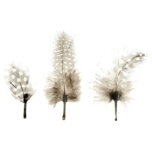 Drei Federn mit Punktmuster