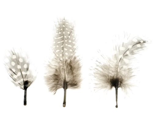 Drei Federn mit Punktmuster