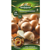 Wintersteckzwiebeln der Sorte Senshyu Yellow von Quedlinburger, 24 Stück