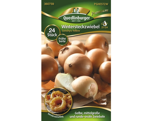 Wintersteckzwiebeln der Sorte Senshyu Yellow von Quedlinburger, 24 Stück