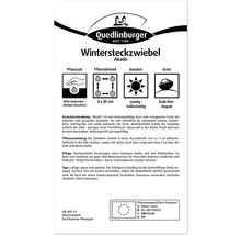 Wintersteckzwiebel Akado Pflanzhinweise