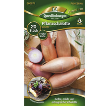 Verpackung Pflanzschalotten der Sorte Griselle mit 20 Stück
