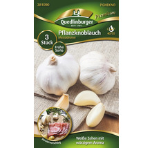 Pflanzknoblauch Messidrome, 3 Stück, frühe Sorte