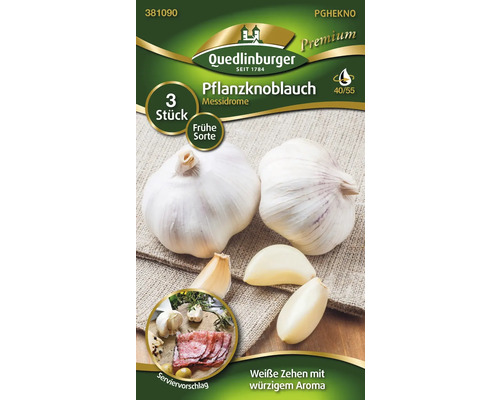 Pflanzknoblauch Messidrome, 3 Stück, frühe Sorte