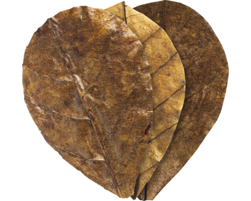 Drei braune Laubblätter