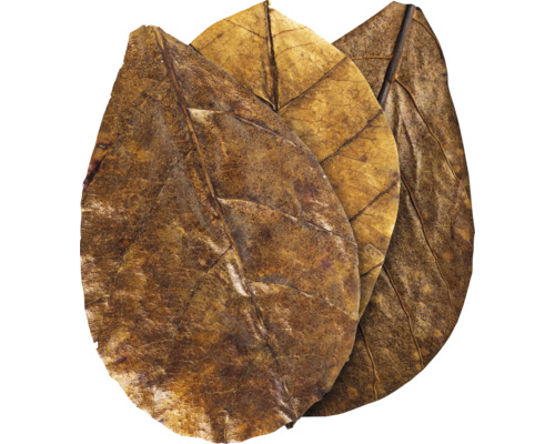 Drei getrocknete Blätter für Aquarien