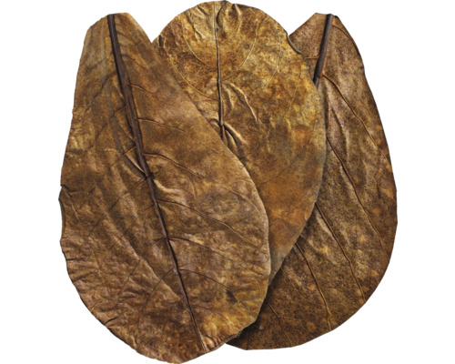 Drei getrocknete Blätter