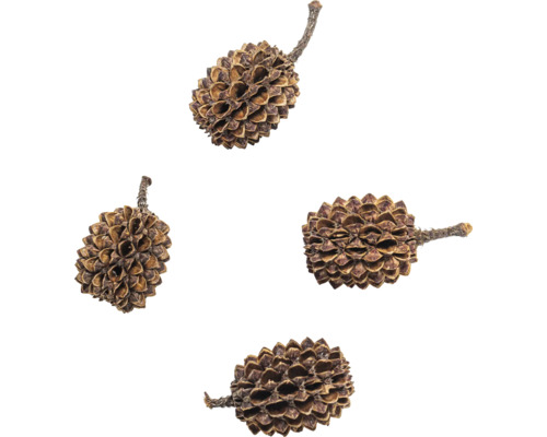 Vier Erlenzapfen