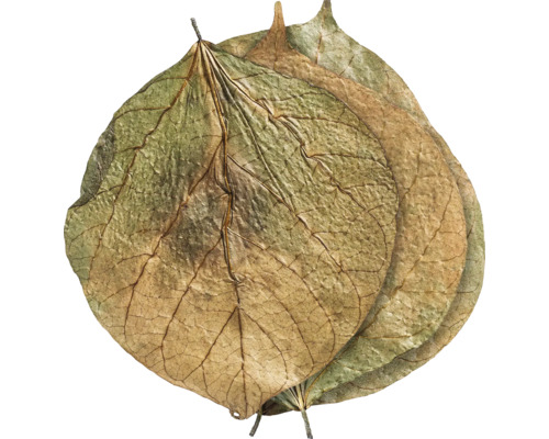 Getrocknete Blätter mit sichtbaren Blattadern