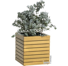 Eukalyptus in einem Pflanzgefäß aus Holz