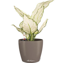 Dieffenbachie in einem Lechuza Topf mit Bewässerungssystem