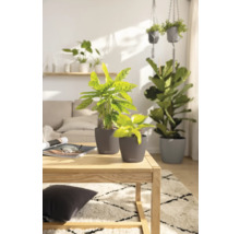 Helles Wohnzimmer mit Zimmerpflanzen in Pflanzgefäßen auf einem Holztisch